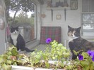 porchcats01 (683x512, 116.7 kilobytes)